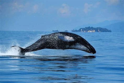 Samana Whale Watching Tour • Best Low Price of $45 USD