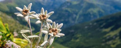 Edelweiss Flower - Characteristics & Growing Tips | Farm Plastic Supply