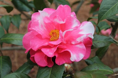 Camellia reticulata (To-tsubaki, Yennan Camellia) | North Carolina Extension Gardener Plant Toolbox