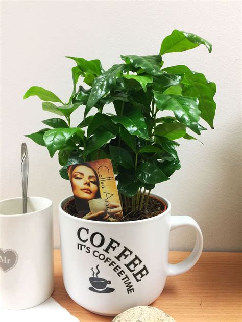 Growing Coffee Plants at Home | Coffee plant, Growing coffee, Plants