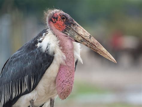 Marabou Stork - eBird