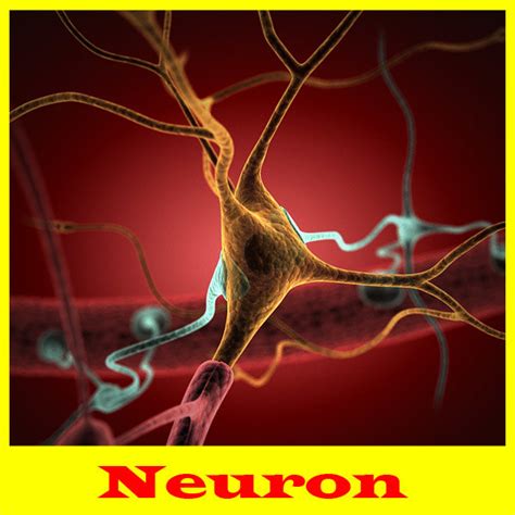 3d neuron cell model