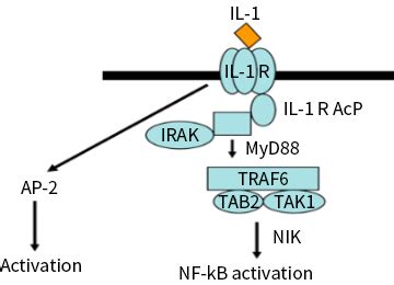 Interleukin-1 Receptor