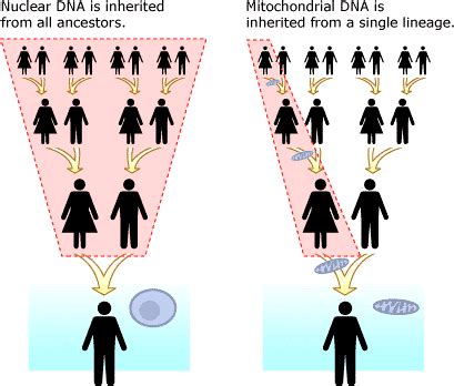 How Does DNA Testing Work? Discover the Best Tests [A 2021 Guide]