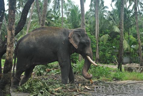 Prasantmenon: Anakotta - Guruvayoor Elephant Sanctuary