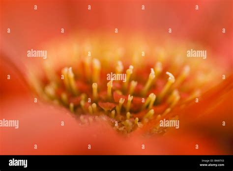 Flower stamen, extreme close-up Stock Photo - Alamy