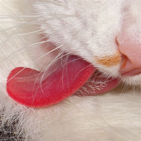 natural hair brush for natural fur | cat tongue is a perfect… | Flickr