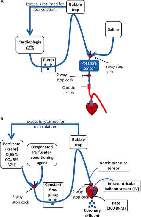 Pre-clinical Model of Cardiac Donation after Circulatory Death (Scientific Article Protocol) | JoVE