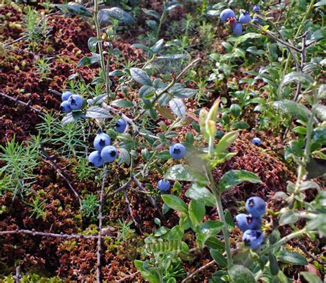 Vaccinium myrtilloides – Botanically Inclined – Seed Adventures