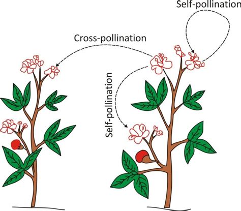 Pollination In Plants Pollination In Plants Class 7 Pollination | Porn Sex Picture