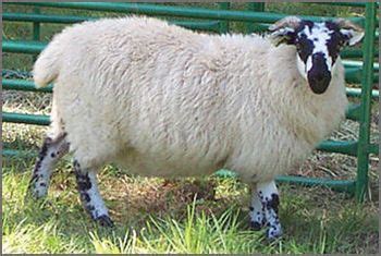 Scottish Blackface Sheep | Canadian Co-operative Wool Growers Limited