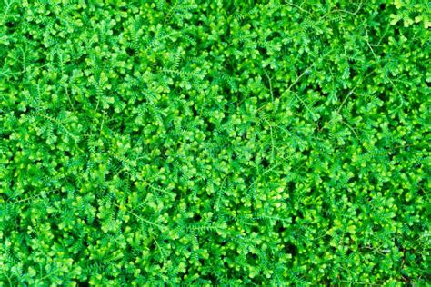 Green Moss Texture For Background Stock Photo - Image of moss, abstract: 66787108