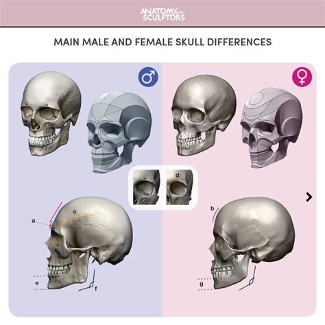 Male and female skull (main differences) , Anatomy For Sculptors | Skull anatomy, Anatomy, Human ...