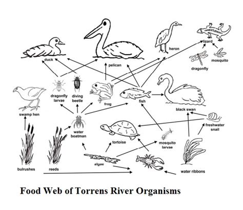 Wetland Food Web Worksheet Answers