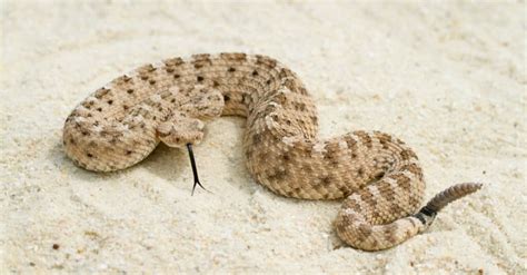 What Do Sidewinder Rattlesnakes Eat? - A-Z Animals