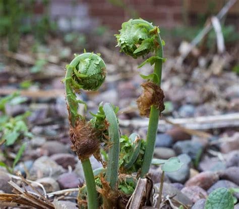 Foraging and Cooking Fiddlehead Ferns