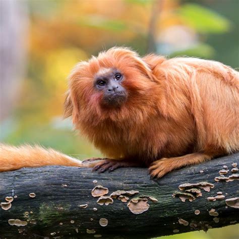 tamarin monkey - Google Search