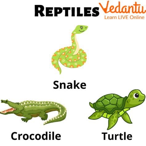 Names of Vertebrates - Learn with Examples for Kids