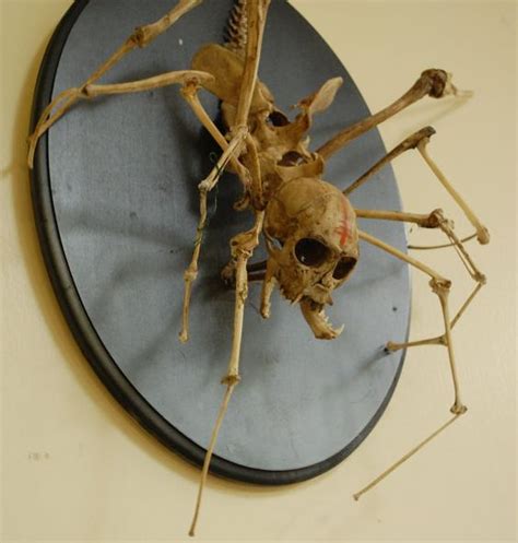 spider skeleton: creepy taxidermy art, spider monkey articulated mount. $3,000.00, via Etsy ...