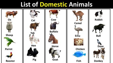 Domestic Animals Images With Names