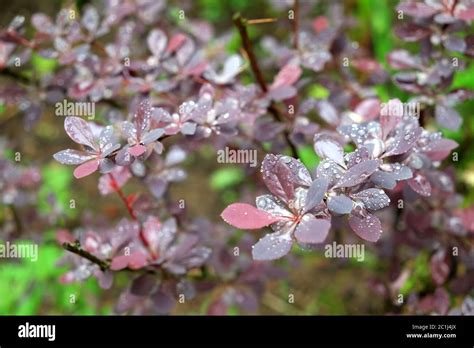 Barberry bush hi-res stock photography and images - Alamy