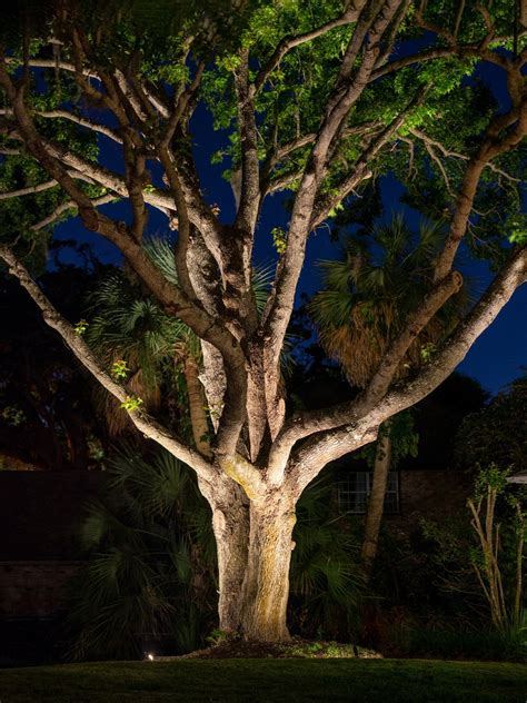 Landscape Lighting - Accenting Trees — Limelight Outdoor Lighting