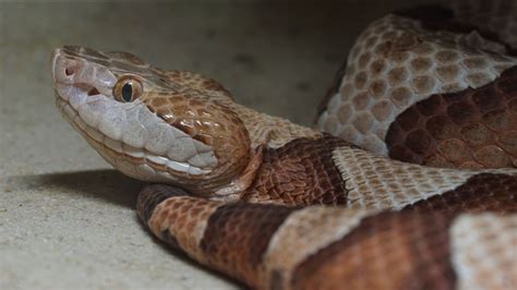 Copperhead snake bites: Signs and symptoms - ABC13 Houston