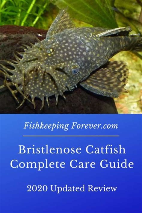 Bristlenose Catfish | Size | Breeding | Diet | Cost – Fishkeeping Forever