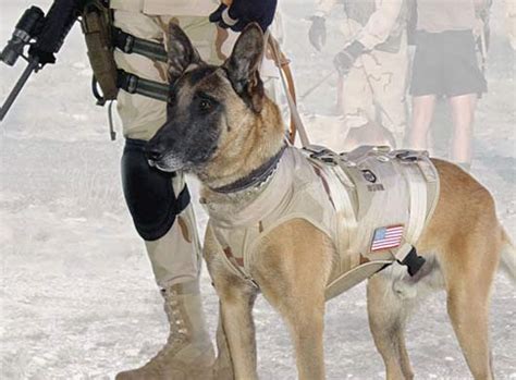 Navy Seal Dogs Captured Bin Laden | Animal Pictures and Facts | FactZoo.com