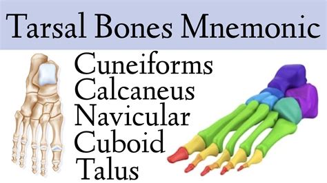 Foot & Ankle Bone Anatomy Mnemonic [Tarsal Bone Names] - YouTube