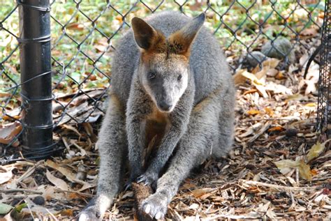 Rencontre avec koalas et kangourous à Sydney | Inspiration for Travellers