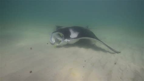 Manta Ray Bottom Feeding (Manta Alfredi ) Stock Footage Video 5180939 - Shutterstock