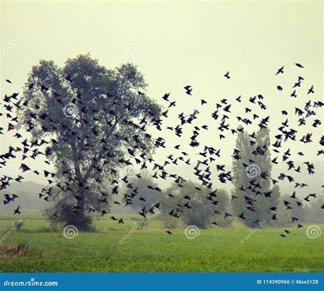 Big Flocks of Starlings before Sleepover Concentrated in Dense Flocks Stock Photo - Image of ...