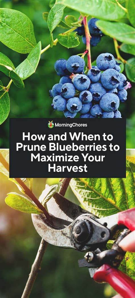 When and How to Prune Blueberries to Maximize Your Harvest | Blueberry gardening, Growing ...