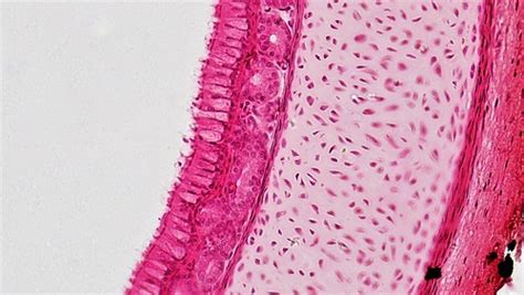 Epithelial Tissues: Pseudostratified Columnar Epithelium | Flickr