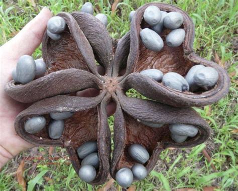 Java Almond (Sterculia foetida) seed pod. The nuts are the source of a cooking oil. Unusual ...