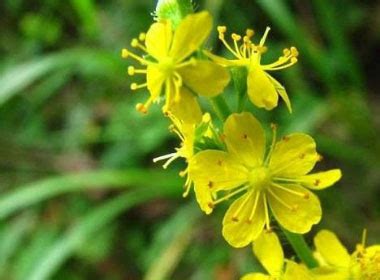 Common Agrimony: Pictures, Flowers, Leaves & Identification | Agrimonia ...