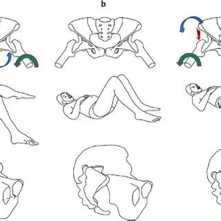 Illustration of the nutation (a), counter-nutation (c) movements, and ...