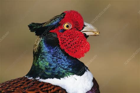 Common pheasant male - Stock Image - C011/6446 - Science Photo Library