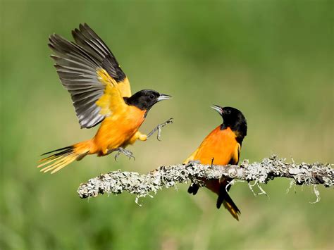 Baltimore Oriole Sightings 2025 - Tonie Sharyl