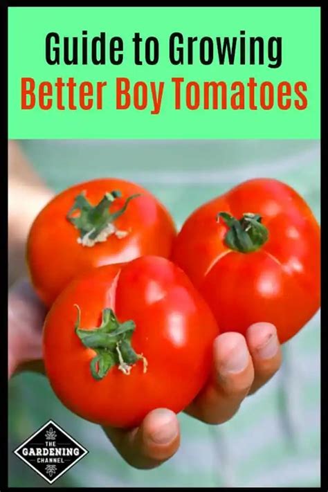 Guide to Growing Better Boy Tomatoes - Gardening Channel