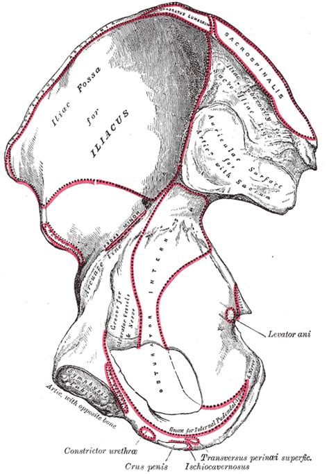 Obturator internus muscle - wikidoc