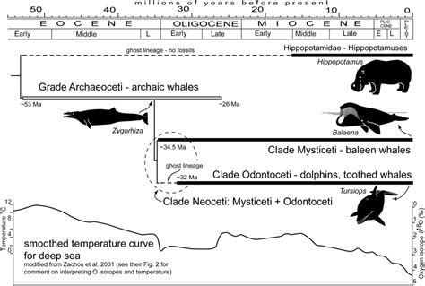 Evolution of cetaceans - encyclopedia article - Citizendium