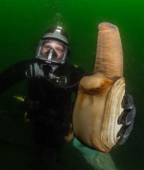 Managing the resource – Geoduck