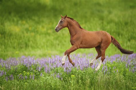 The link between spring grass and laminitis - Horse Health Programme