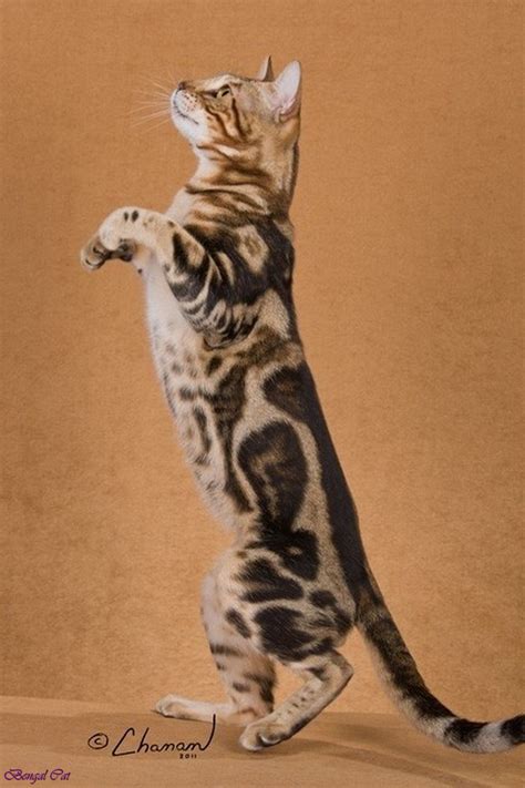 marble bengal cat orange marble bengal cat silver marble bengal cat ...