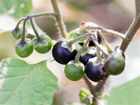 Can You Eat The Nightshade Berry? | Interesting Facts About The Nights – Trendlor