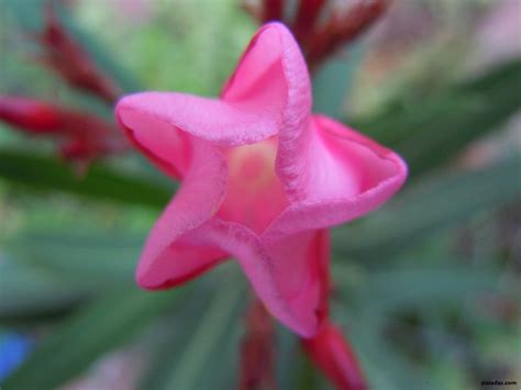 Geometry in Nature: Regular pentagon [Oleander] – Graphic PIZiadas