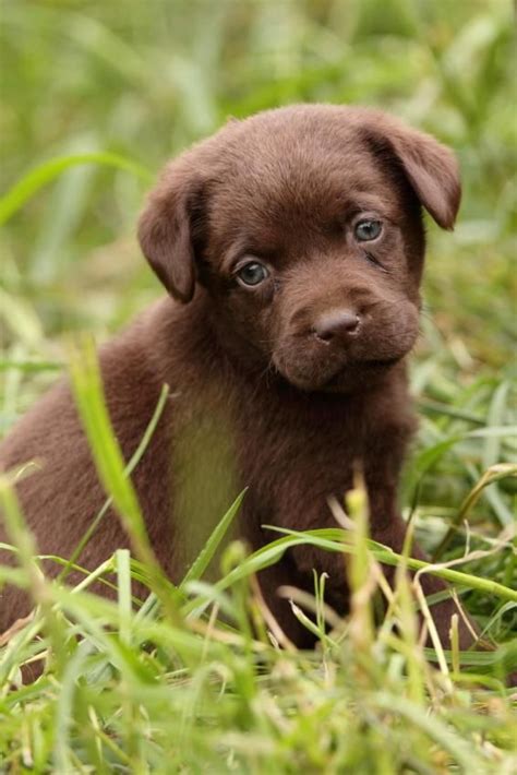 17 best someday images on Pinterest | Chocolate labradors, Chocolate ...