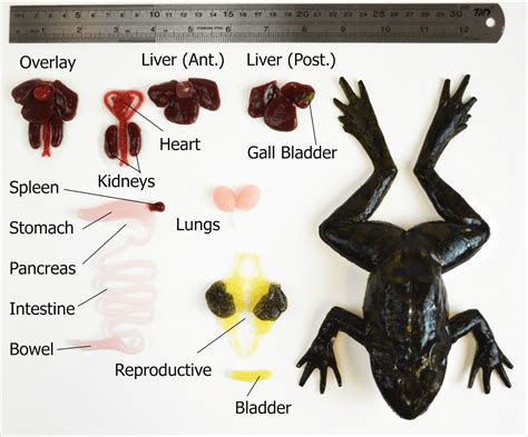 Frog Dissection Part Chart